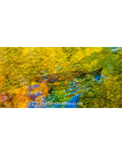 30 x 60 Gold Fish