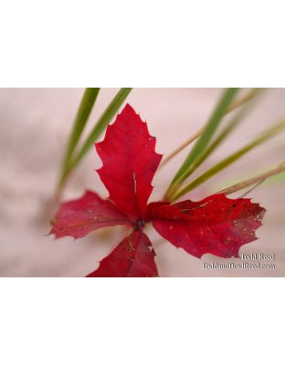Burst of Life
