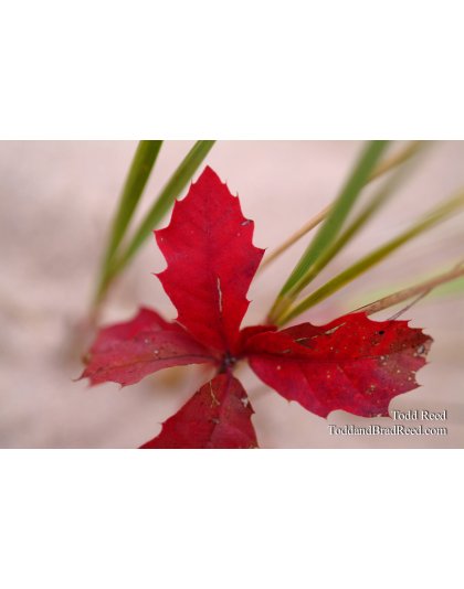 Burst of Life