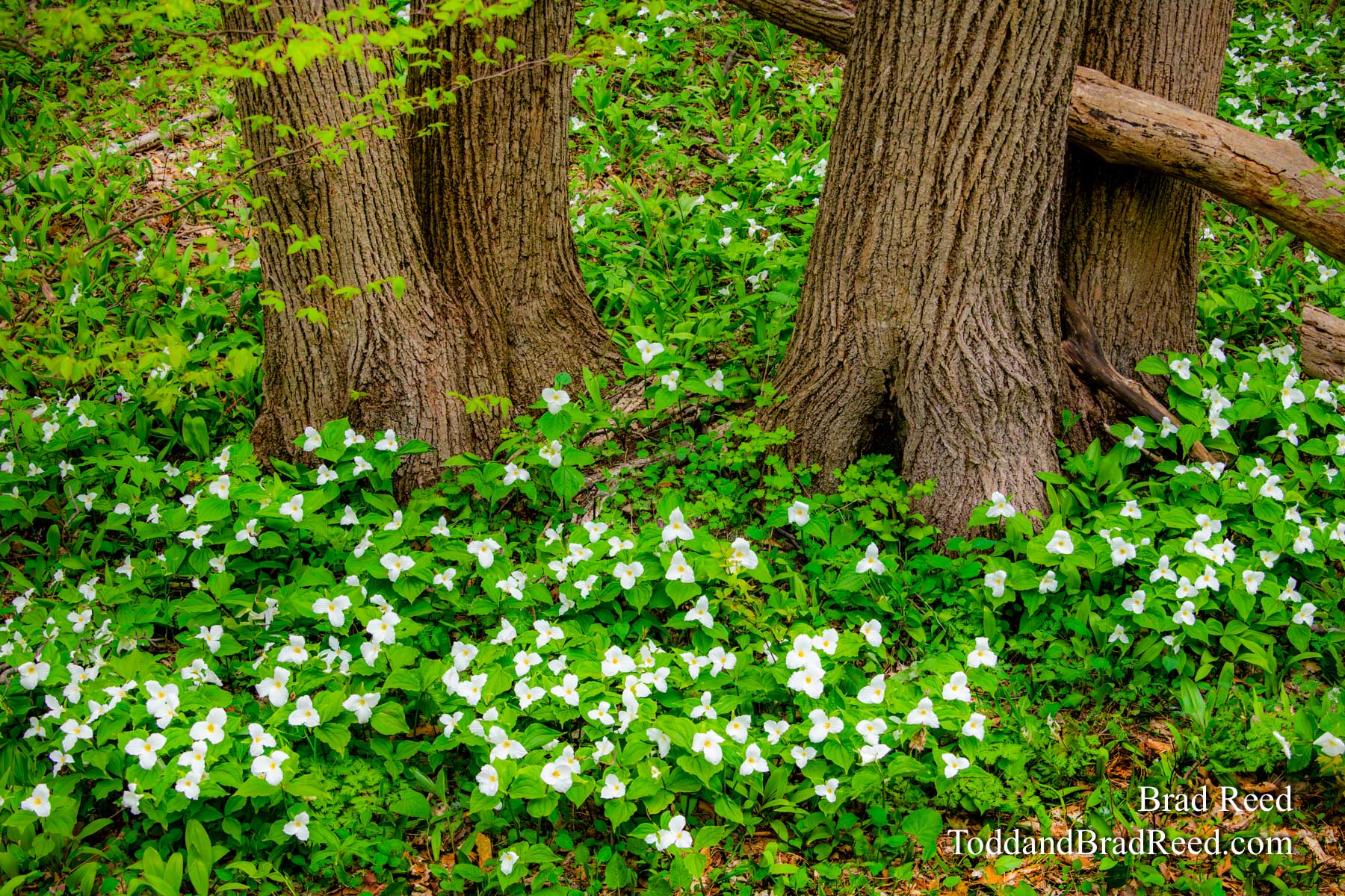 Heaven on Hamlin Advanced Workshop